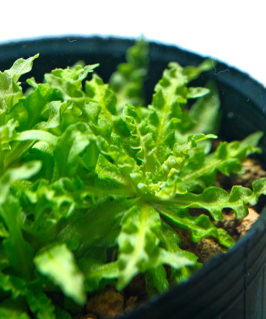 ポゴステモン ヘルフェリー （1POT） | AquaPlantsGarden Lotus