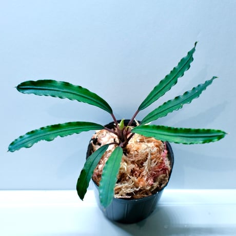 ブセファランドラ | STORES