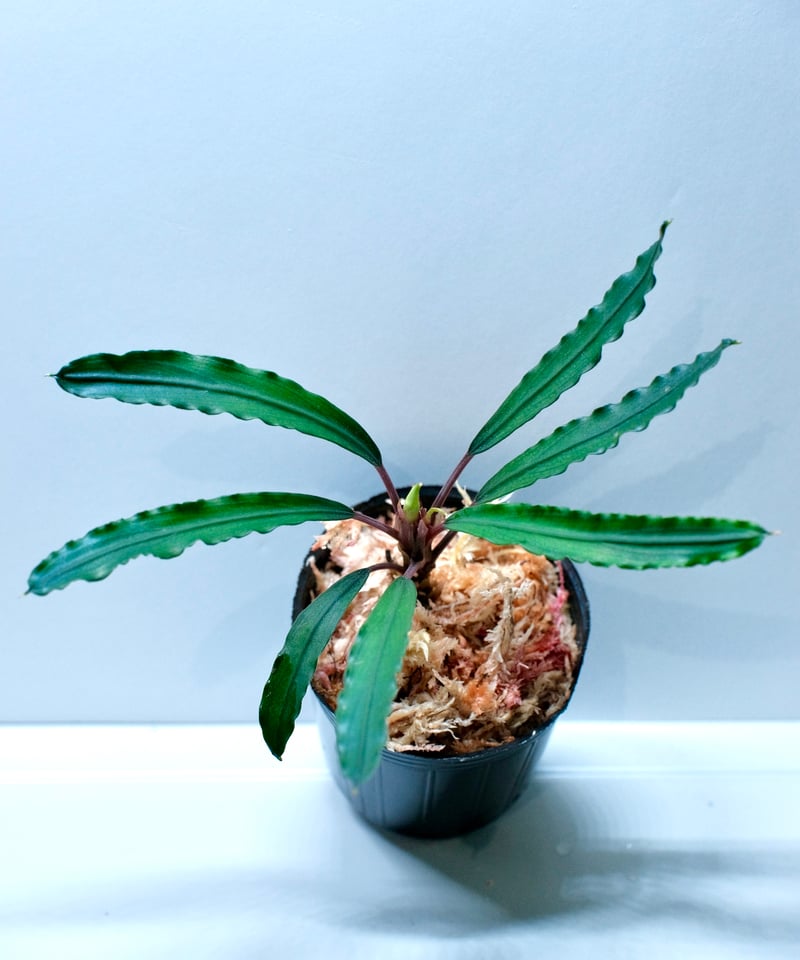 Bucephalandra sp. Crocodile Round 【charm購入株】 |