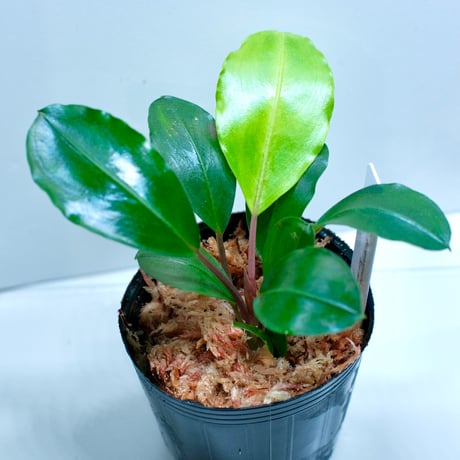 ブセファランドラ | STORES