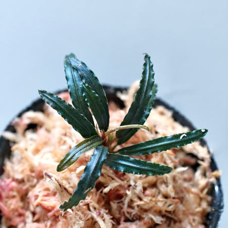 ブセファランドラ | STORES