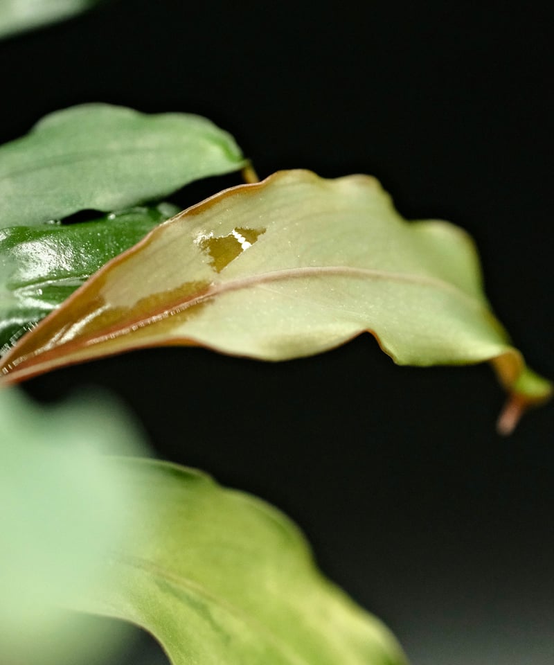 Bucephalandra sp. Silver red【charm購入株】 | AquaPl