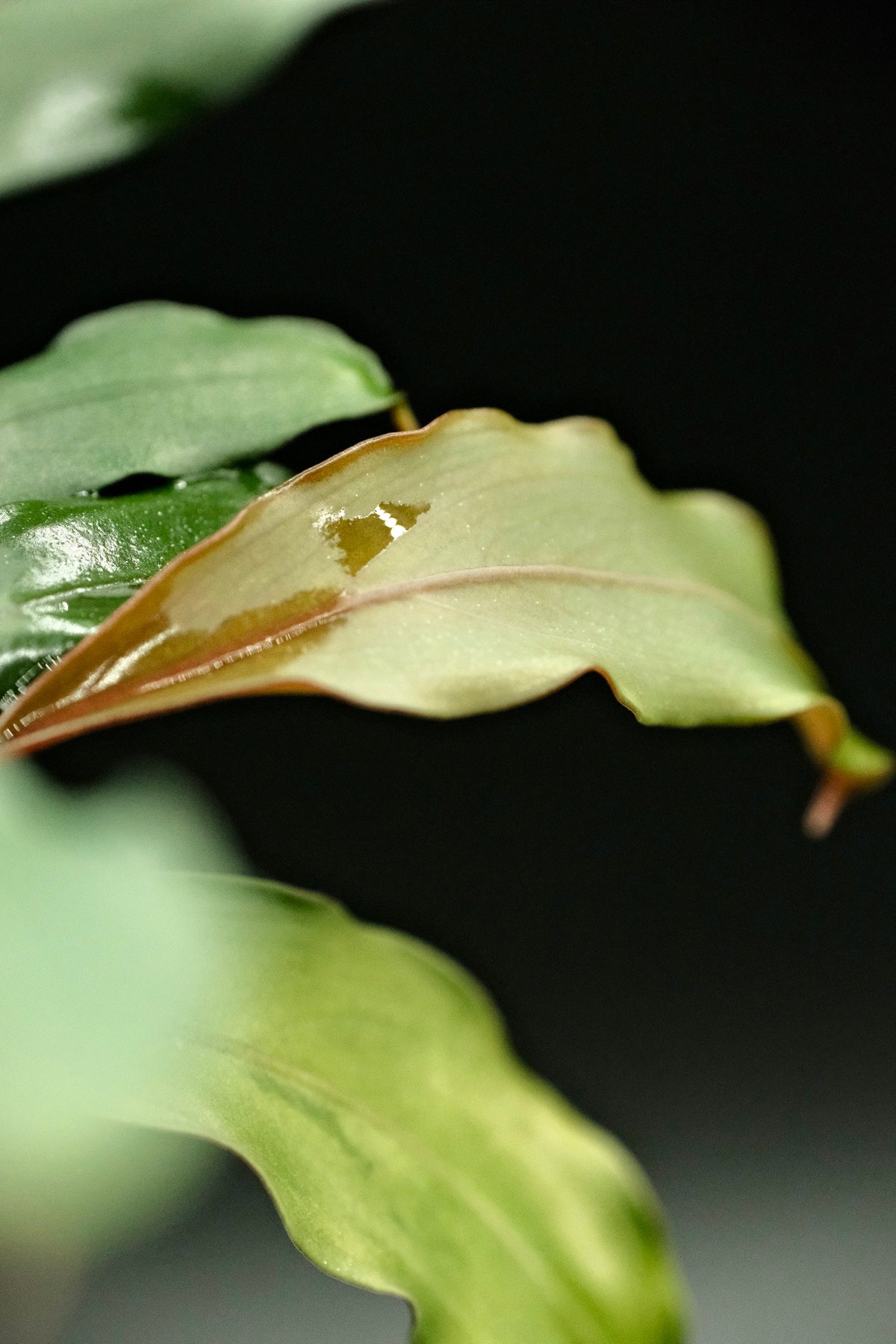 Bucephalandra sp. Silver red【charm購入株】 | AquaPl