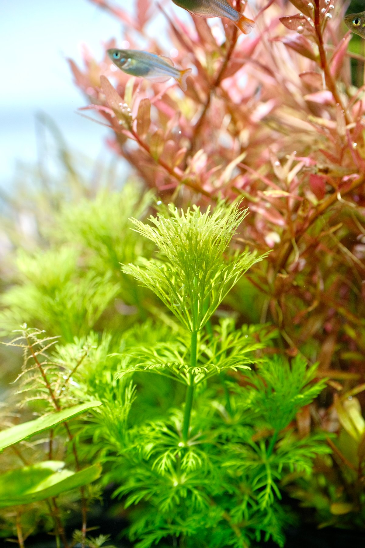 ❃リバティ❃アンブリア アンブリア （1POT） | AquaPlantsGarden Lotus