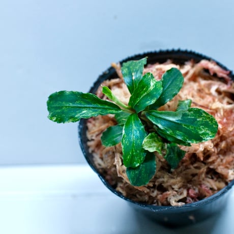 ブセファランドラ | STORES