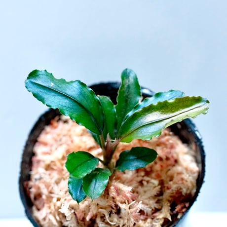 ブセファランドラ | STORES