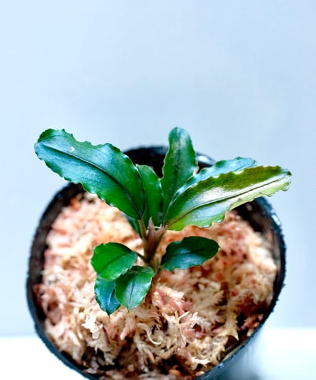 AquaPlantsGarden Lotus