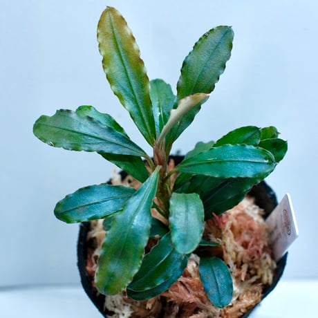 ブセファランドラ | STORES