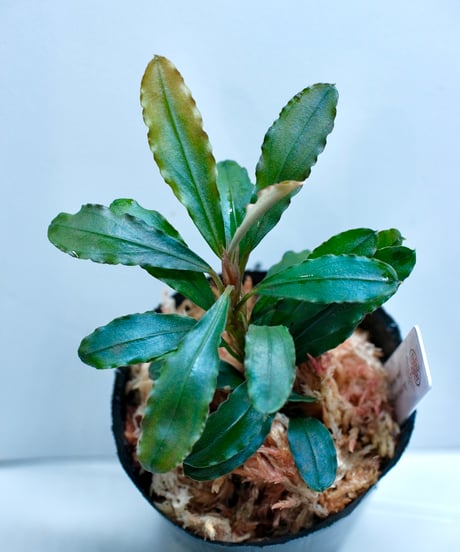 AquaPlantsGarden Lotus