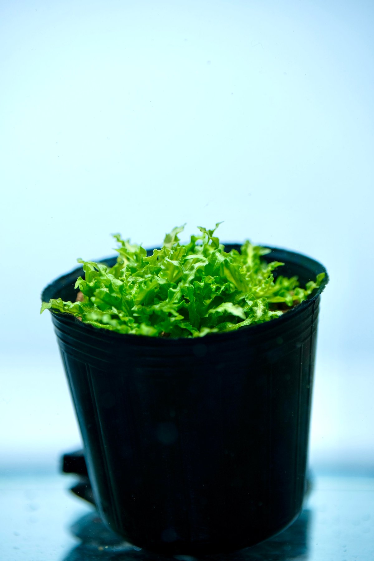 ポゴステモン ヘルフェリー （1POT） | AquaPlantsGarden Lotus