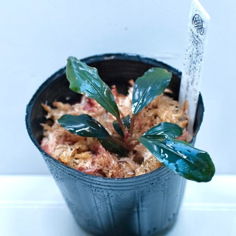 ブセファランドラ | STORES