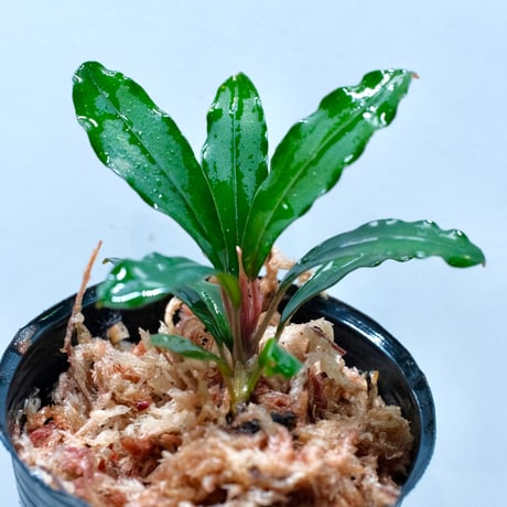 ブセファランドラ | STORES