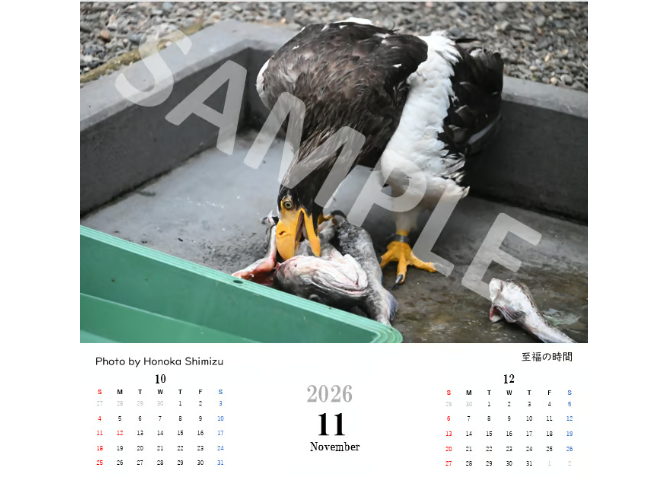 猛禽類学 猛禽類学 | 山崎 亨 |本 | 通販 | Amazon