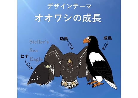 第7弾！IRBJオリジナルTシャツーオオワシの成長ー