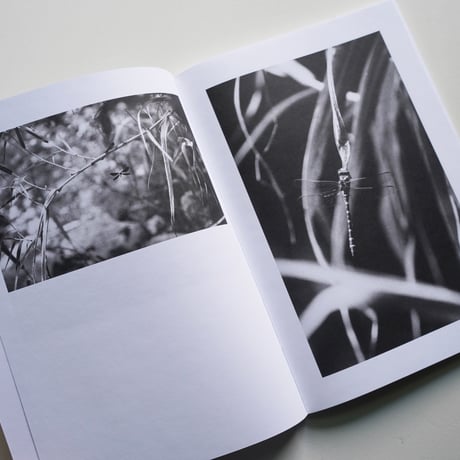 Jochen Lempert - Local Ecology MOULIN DES RIBES