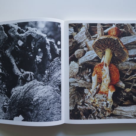 Ying Ang Fruiting Body