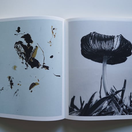 Ying Ang Fruiting Body