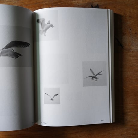 Anne Geene & Arjan De Nooy　Ornithology