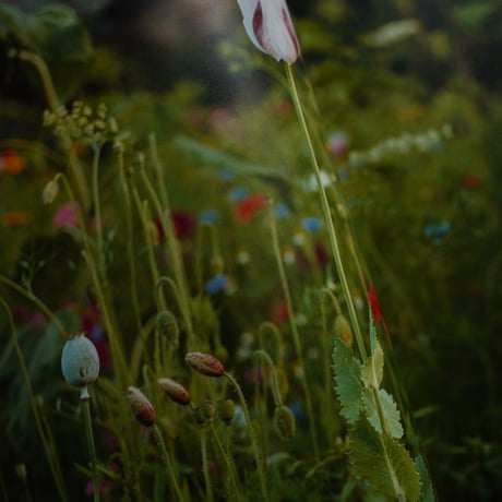 Siân Davey - The Garden
