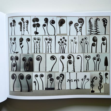 KARL BLOSSEFELDT WORKING COLLEGES [古書]
