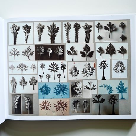 KARL BLOSSEFELDT WORKING COLLEGES [古書]