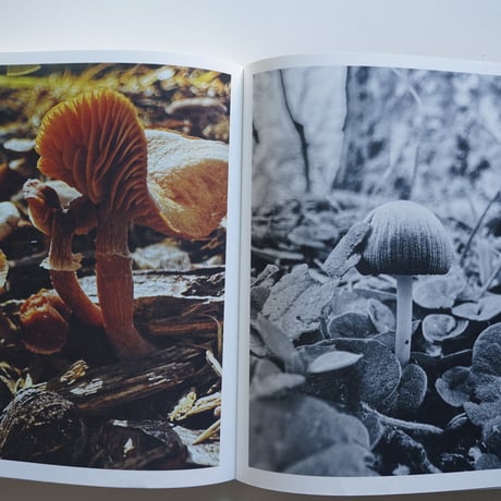 Ying Ang Fruiting Body