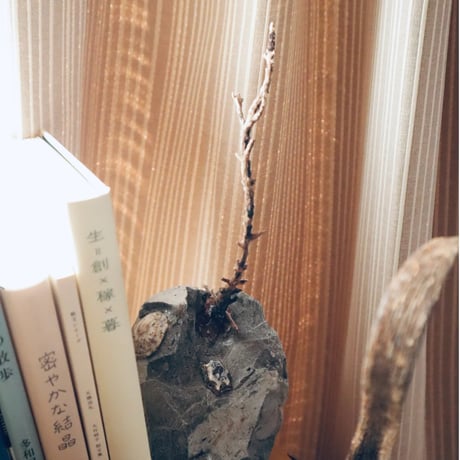 海の森への入口になる本立て_試作品