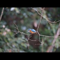 Kingfisher 14 SOOC