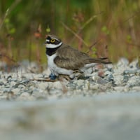 Little bellied plover 1 SOOC