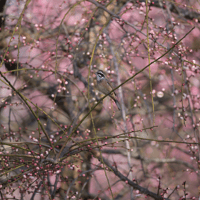 White throated sparrow 3 SOOC