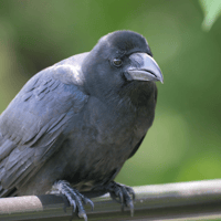 Large billed crow 4 SOOC