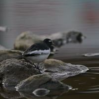 White wagtail 1 SOOC