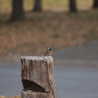 Daurian redstart 5 SOOC