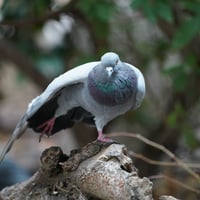 Pigeon 1 SOOC