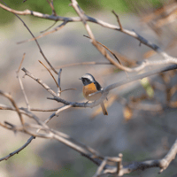 Daurian redstart 2 SOOC