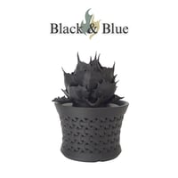 【Black & Blue】3Dプリントで再現したアガベフィギュア モダンインテリア向けフェイクグリーン