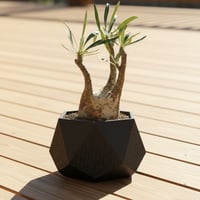 【Geometry】アガベ専用デザイン植木鉢。3Dプリントで軽量・通気性抜群の機能美鉢