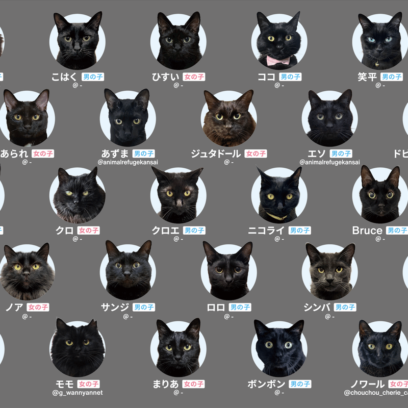 4月中旬発送分】難易度MAXのツンデレ仕様！【黒猫あわせ】 | わん