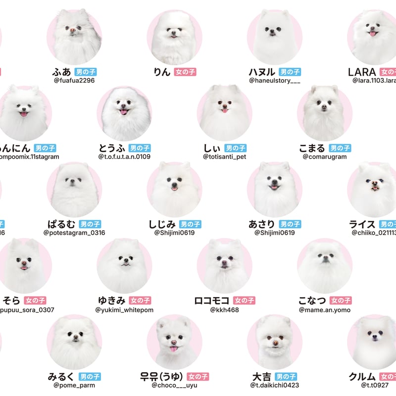 白ポメ限定】純白のもふもふ【ポメあわせ-ホワイト-】 | わんにゃんあわせ