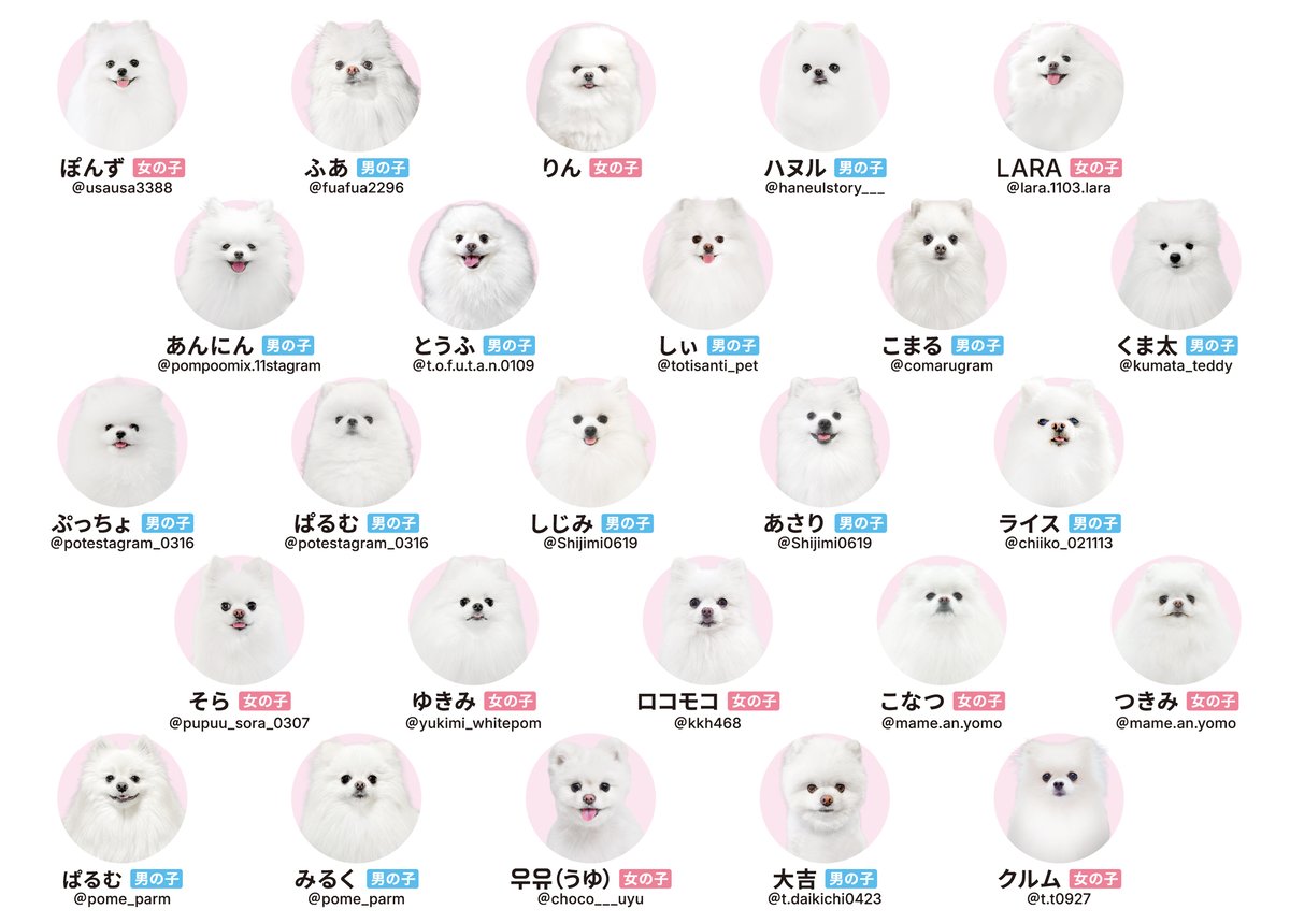 白ポメ限定】純白のもふもふ【ポメあわせ-ホワイト-】 | わんにゃんあわせ