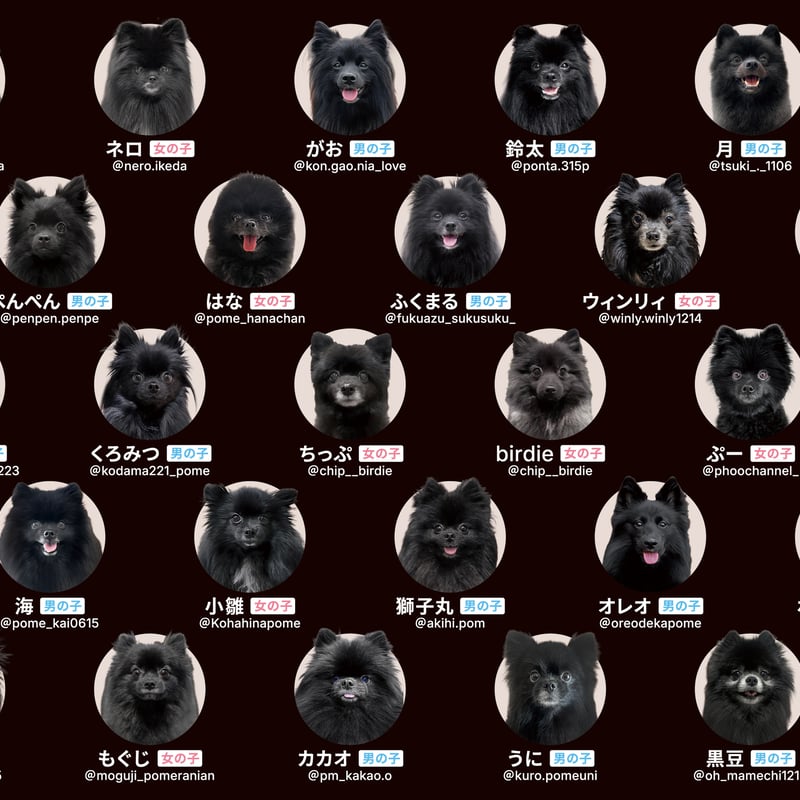 ポメあわせ-ブラック-】漆黒のもふもふ【黒ポメ限定】 | わんにゃんあわせ
