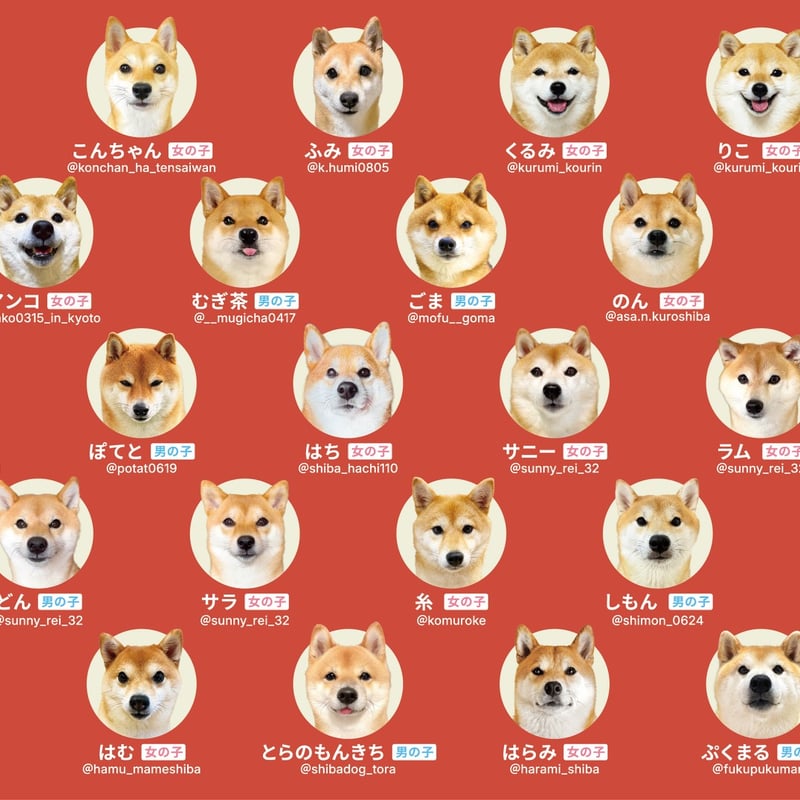 8月初旬発送分】王道にして至高【柴あわせ-あか-】 | わんにゃんあわせ