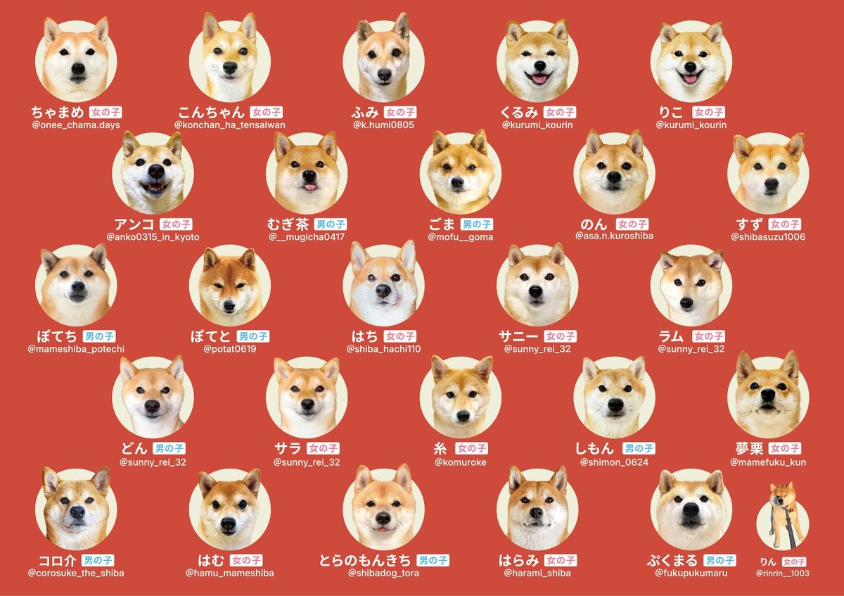 8月初旬発送分】王道にして至高【柴あわせ-あか-】 | わんにゃんあわせ