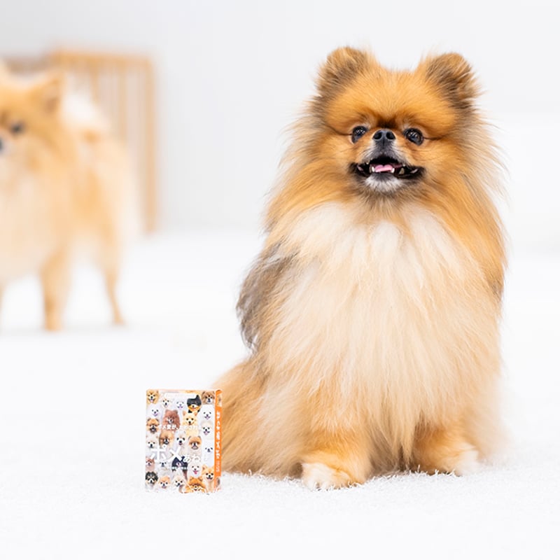 ポメ もふもふポメラニアンが大集合！【ポメあわせ】11月末〜順次発送