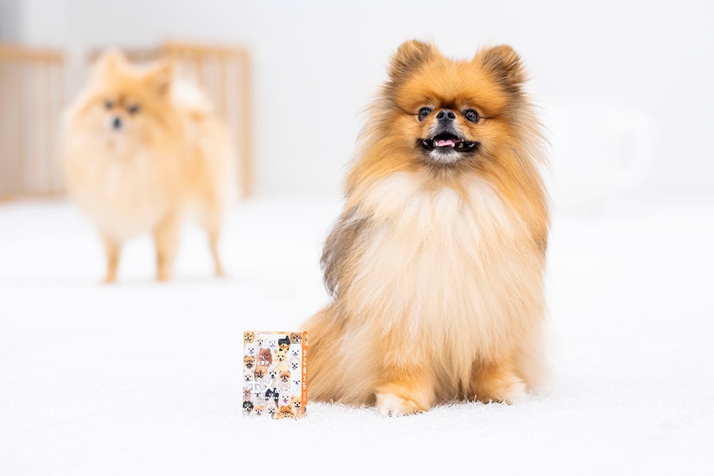 もふもふポメラニアンが大集合！【ポメあわせ】11月末〜順次発送