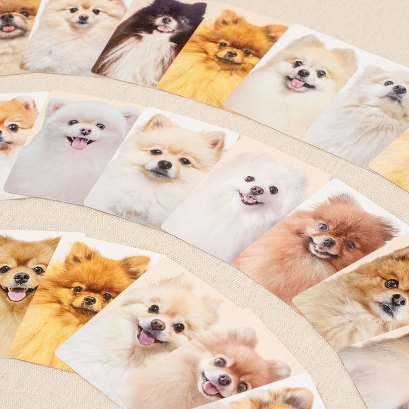 ポメ もふもふポメラニアンが大集合！【ポメあわせ】11月末〜順次発送