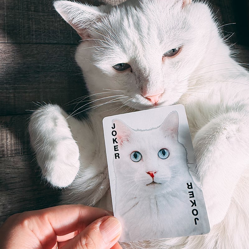 1月中旬発送分】難易度MAXのツンデレ仕様！【黒猫あわせ】 | わん