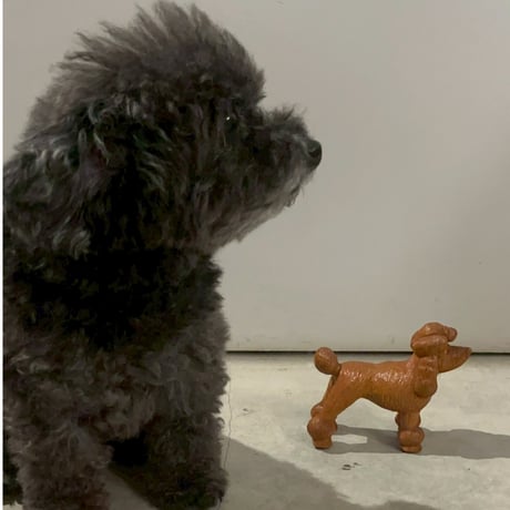 プドル
