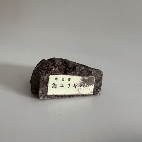 ウミユリFossil