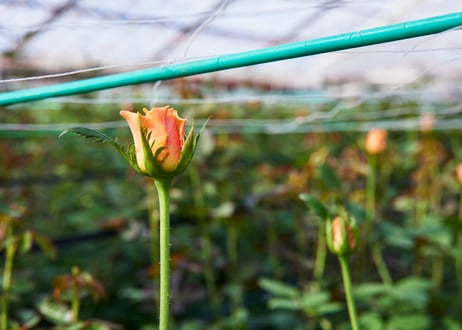播州織ブランケット　バラ（受注生産）